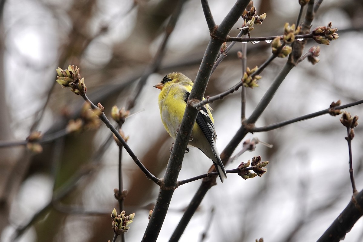 American Goldfinch - ML616874328