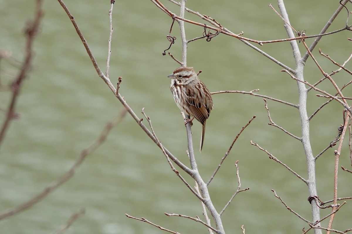 Song Sparrow - ML616874379