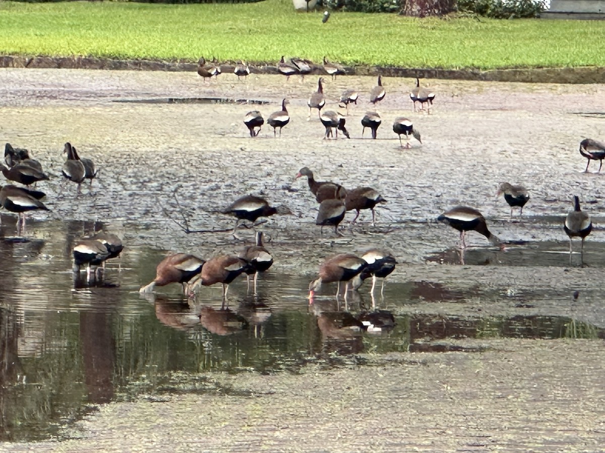 Black-bellied Whistling-Duck - Peter Plage
