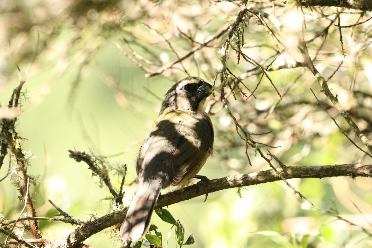 Thick-billed Saltator - Rubélio Souza