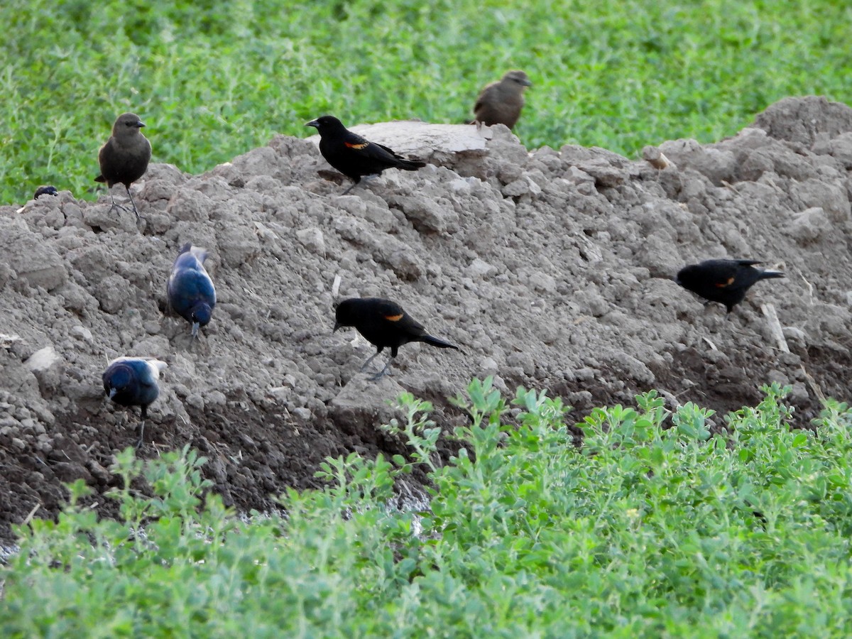 Red-winged Blackbird - Julie Ibarra