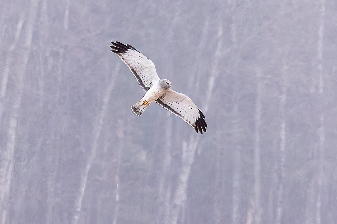 Northern Harrier - ML616874532