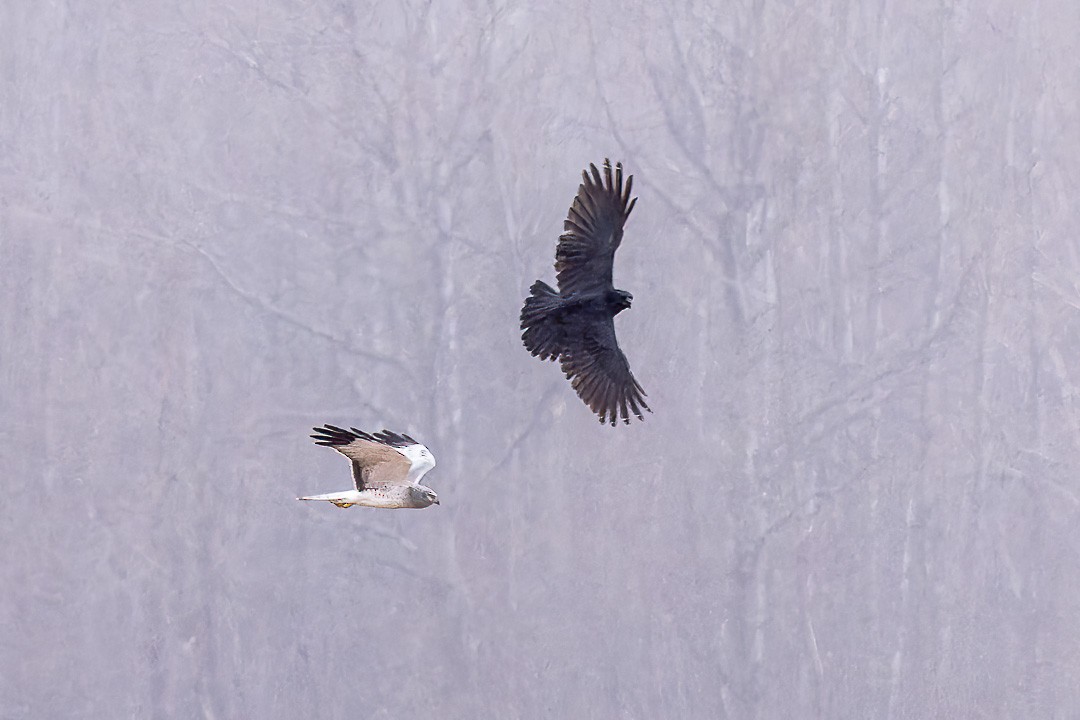 Northern Harrier - ML616874534