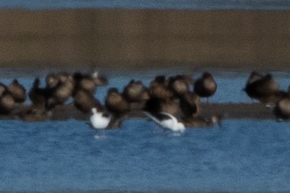 Banded Stilt - James Bennett