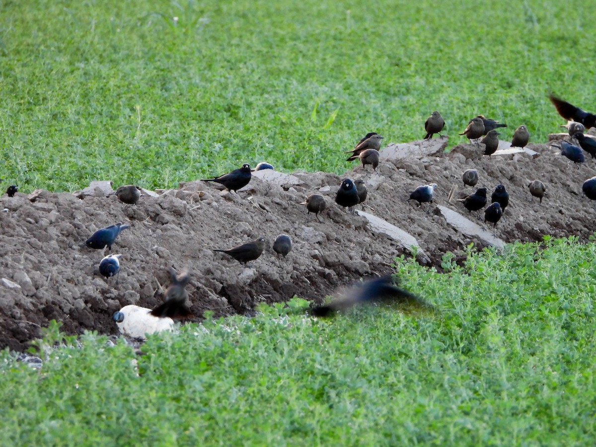 Brewer's Blackbird - ML616874582