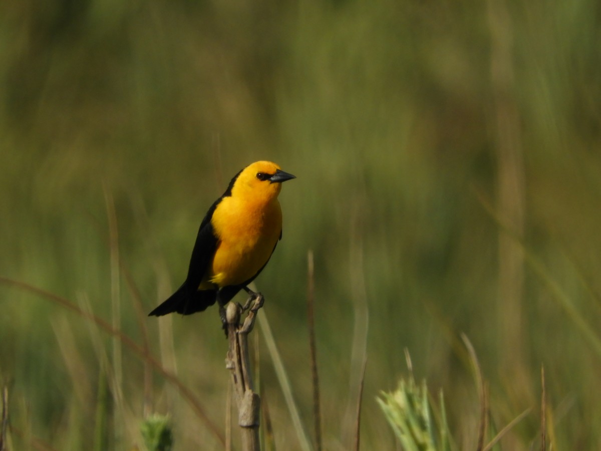 Saffron-cowled Blackbird - ML616874584