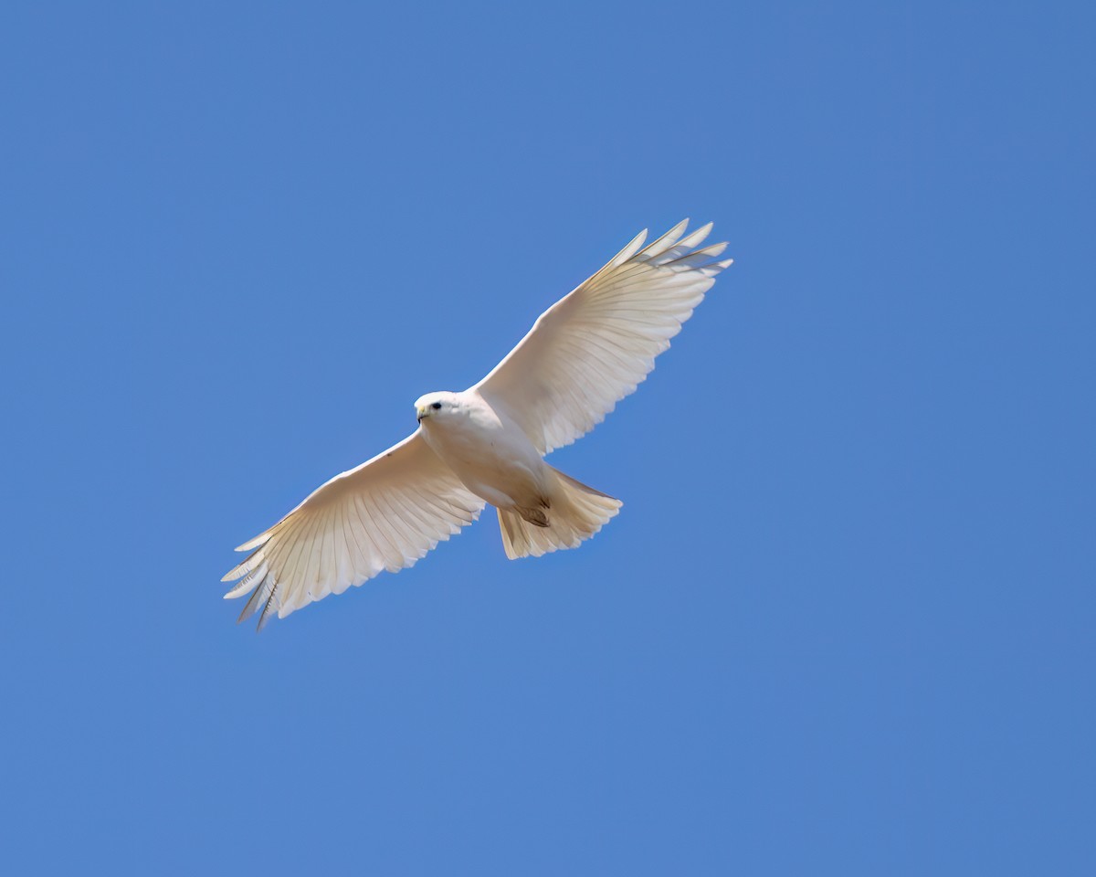 Red-tailed Hawk - Kelly White