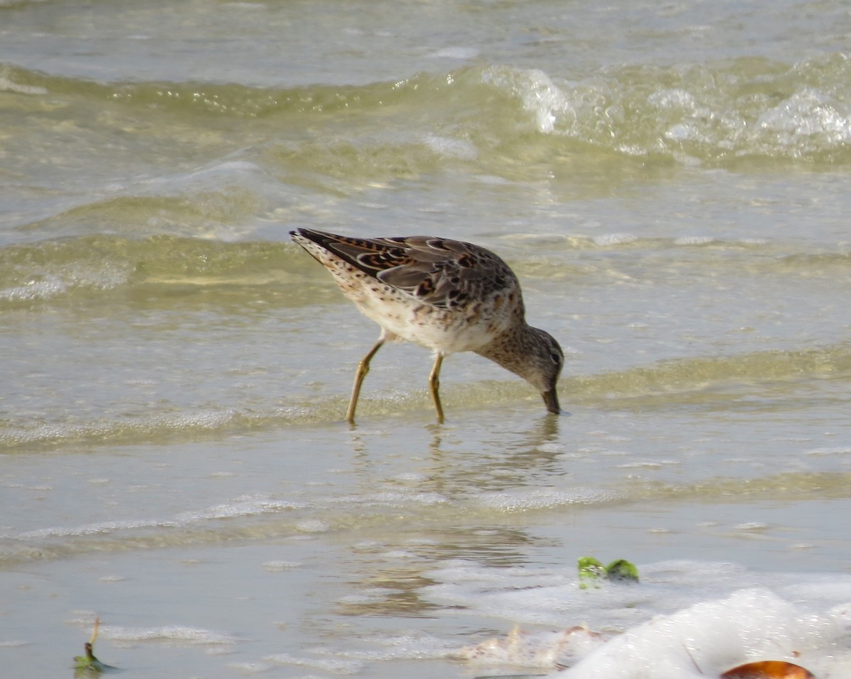 Short-billed Dowitcher - ML616874619