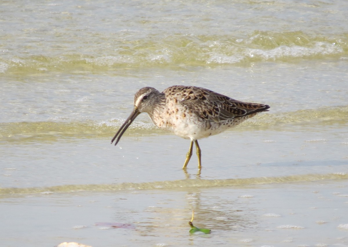 Short-billed Dowitcher - ML616874620