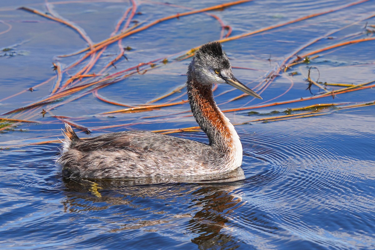 Great Grebe - ML616874650