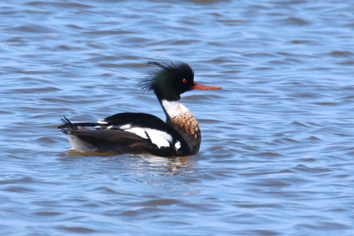 Red-breasted Merganser - ML616874708