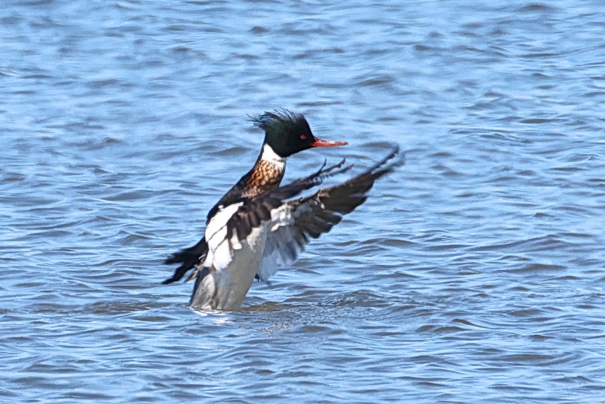 Red-breasted Merganser - ML616874709