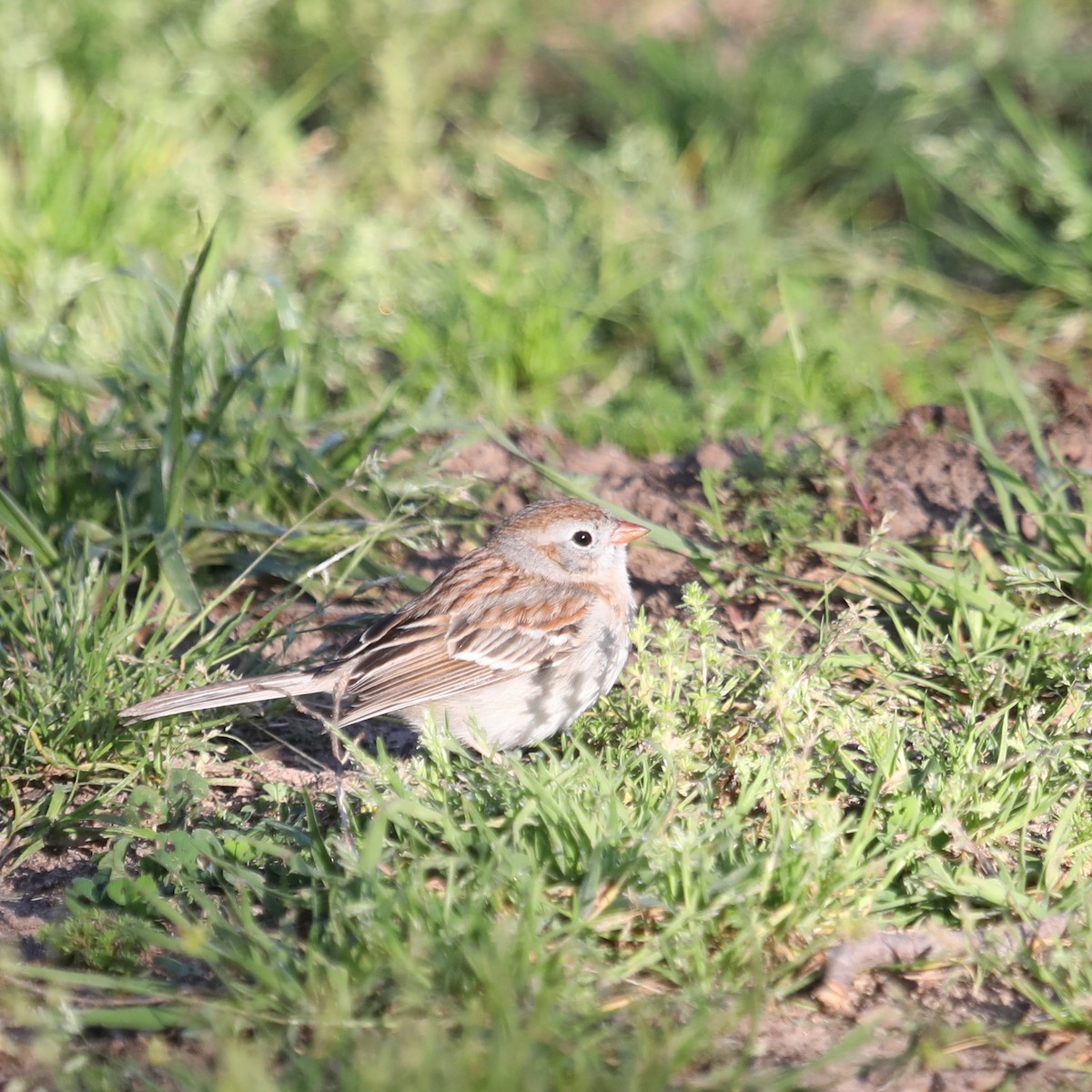 Field Sparrow - ML616874713