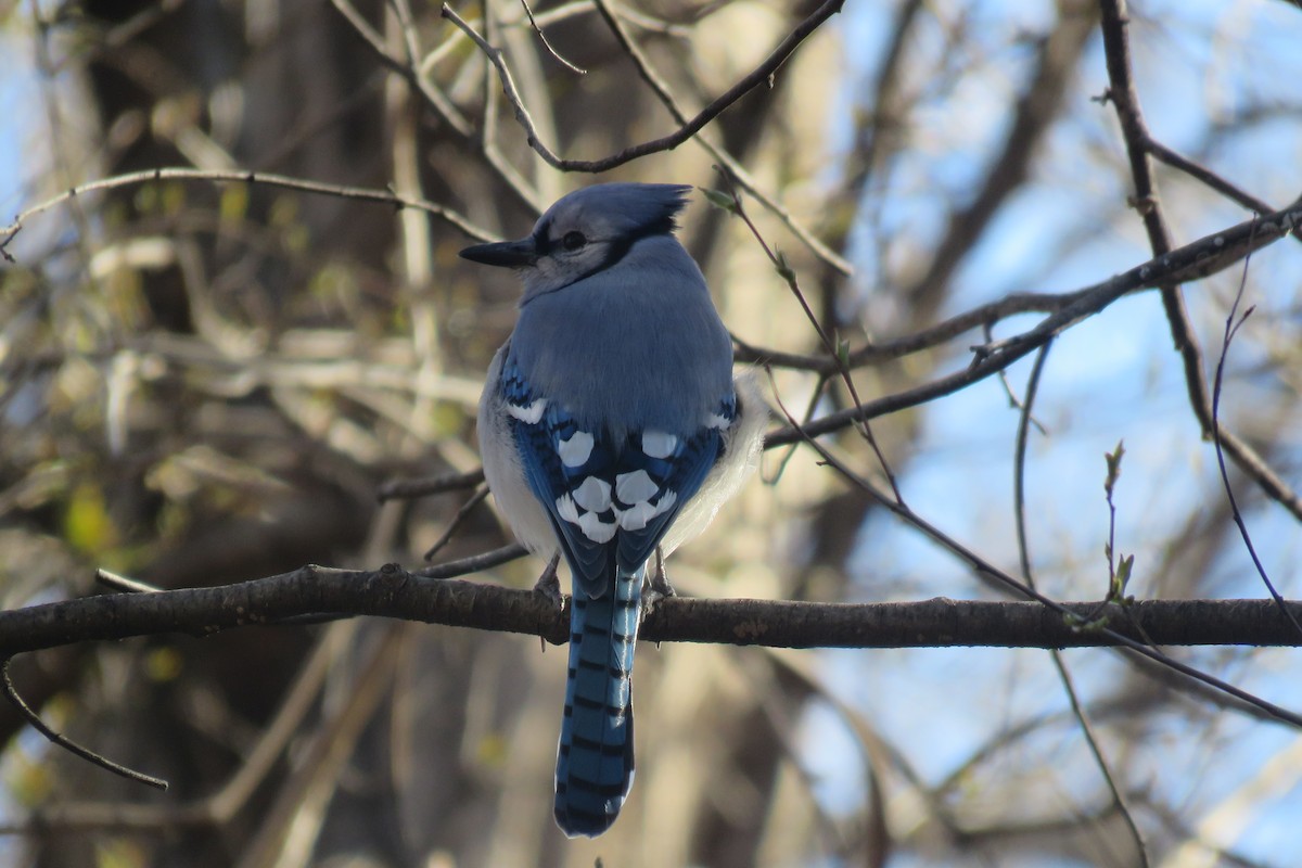 Blue Jay - ML616874724