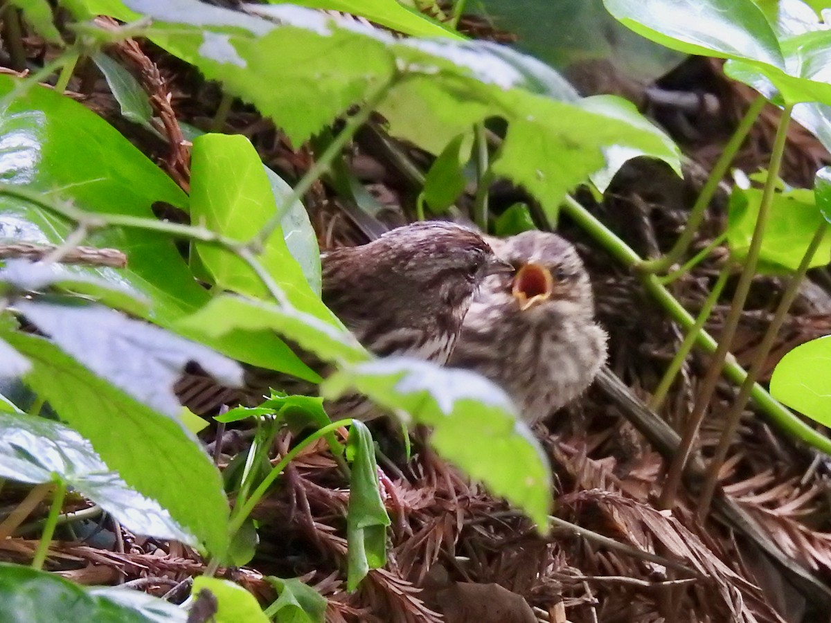 Song Sparrow - E C Winstead