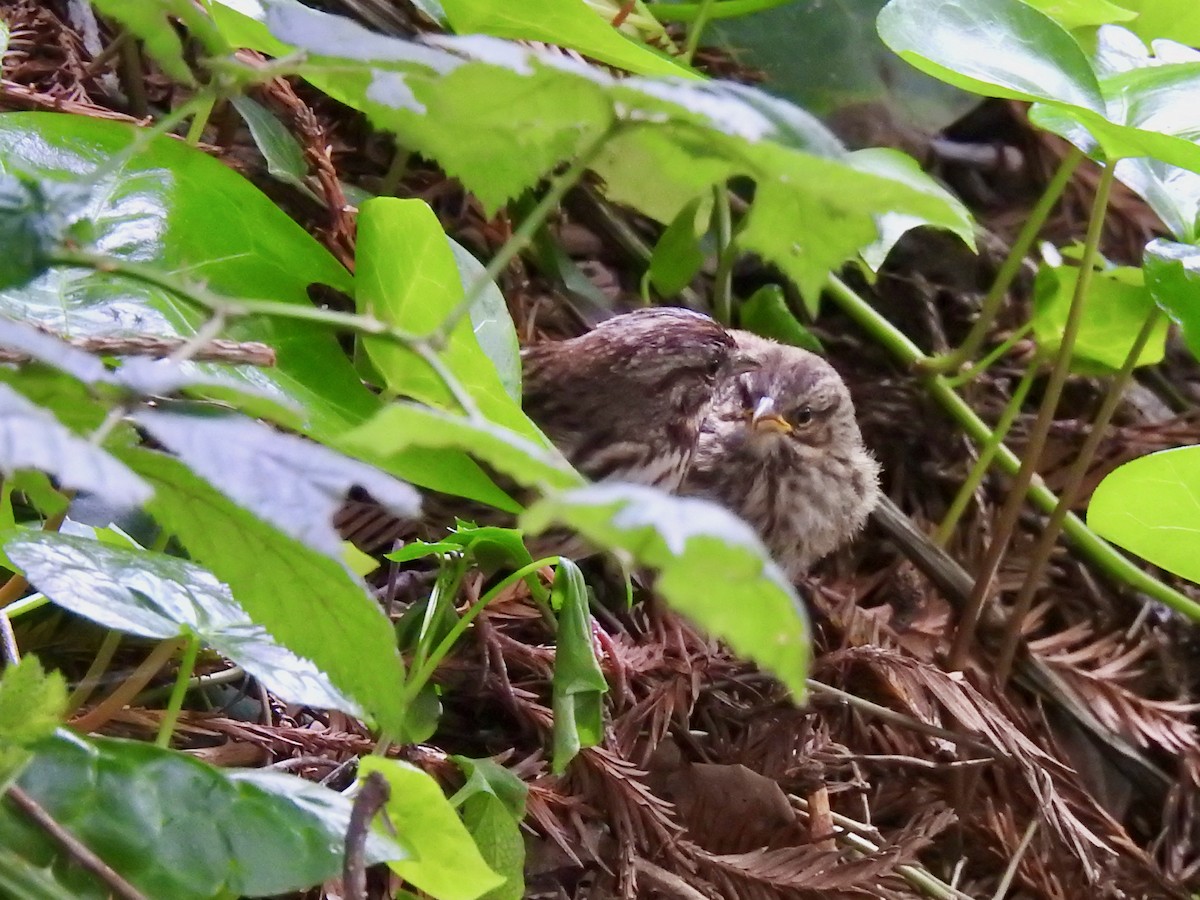 Song Sparrow - E C Winstead