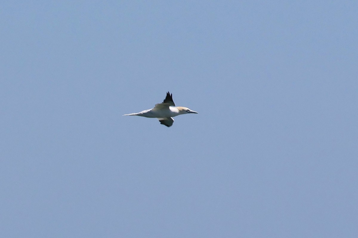 Northern Gannet - Stan Chapman