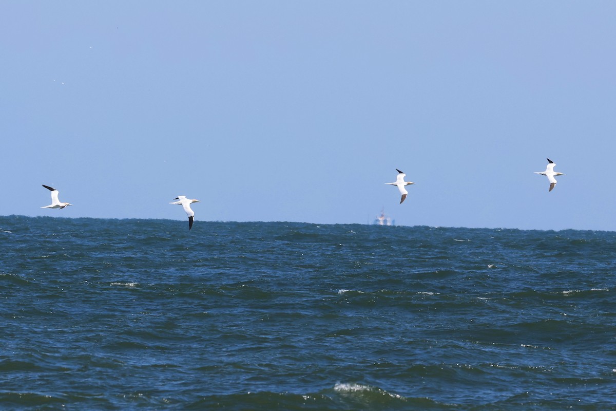 Northern Gannet - ML616874743