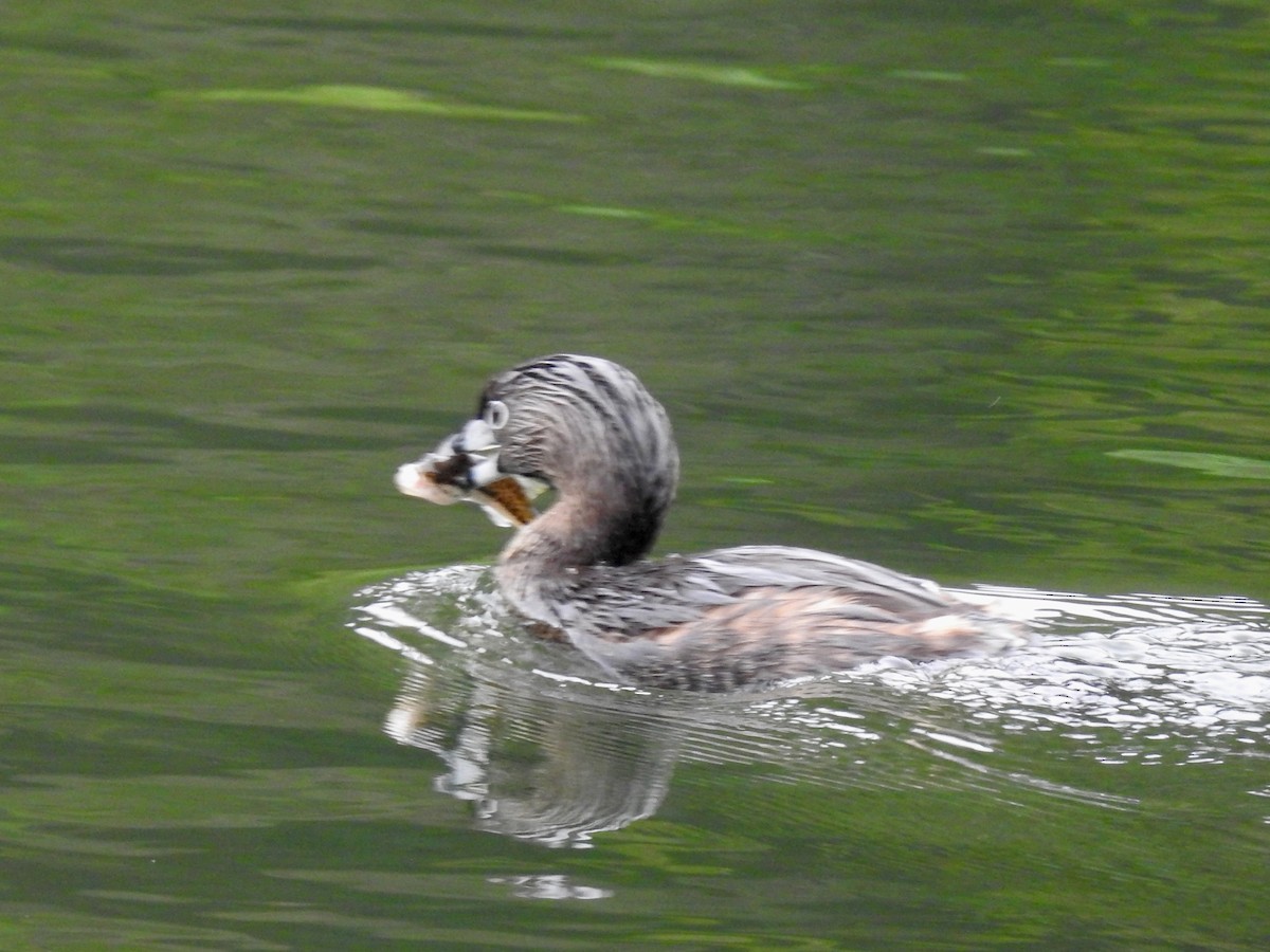 Pied-billed Grebe - E C Winstead