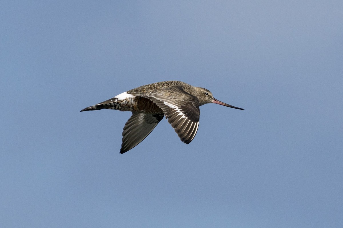 Hudsonian Godwit - Angélica Almonacid