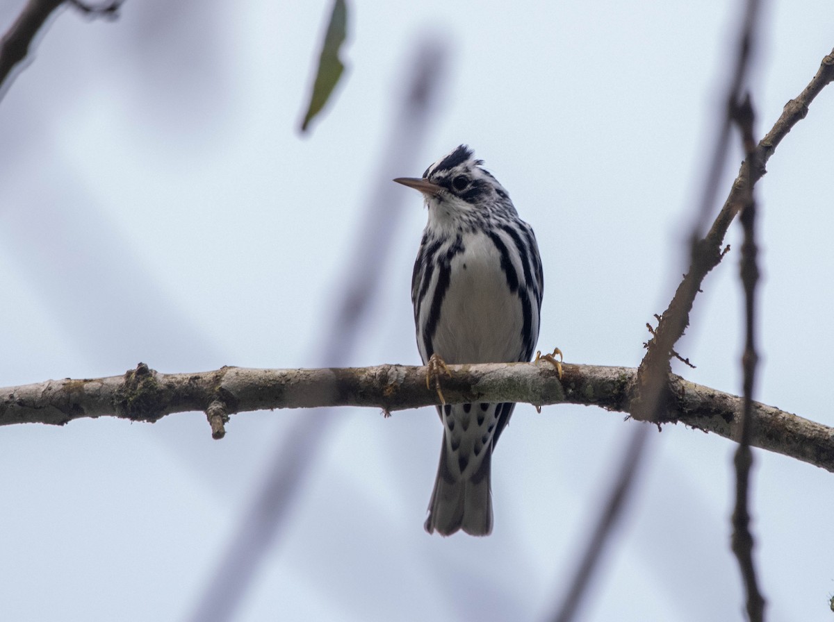 Black-and-white Warbler - ML616874796