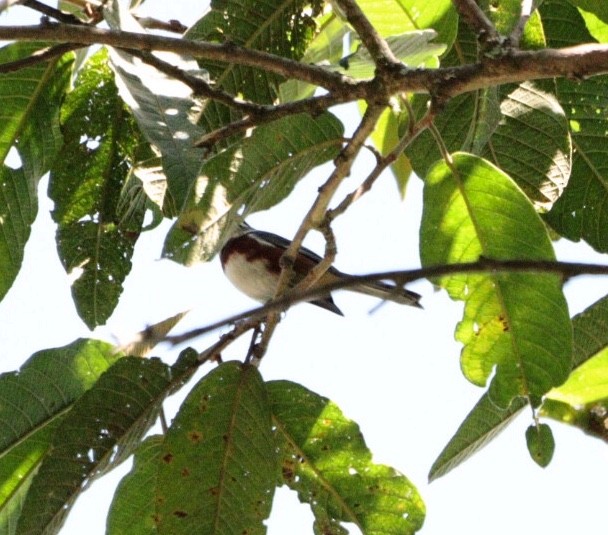 Bay-chested Warbling Finch - ML616874803