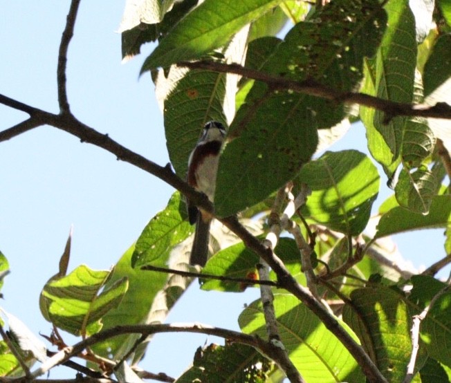 Bay-chested Warbling Finch - ML616874804