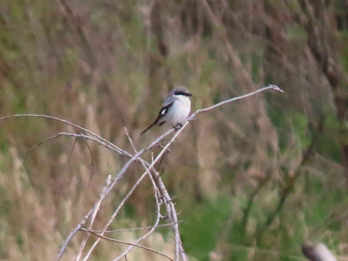 Loggerhead Shrike - Jay Withgott