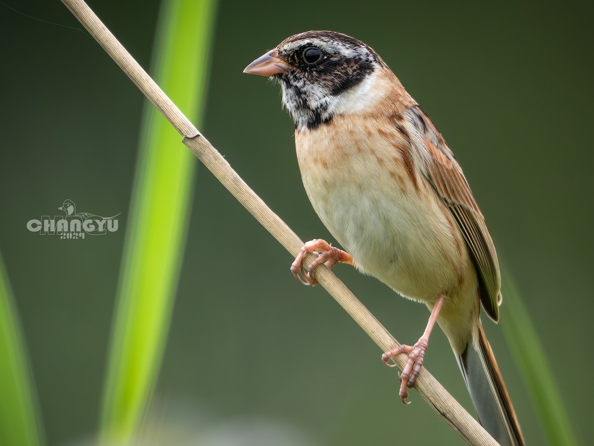 Ochre-rumped Bunting - 长御 MRQ