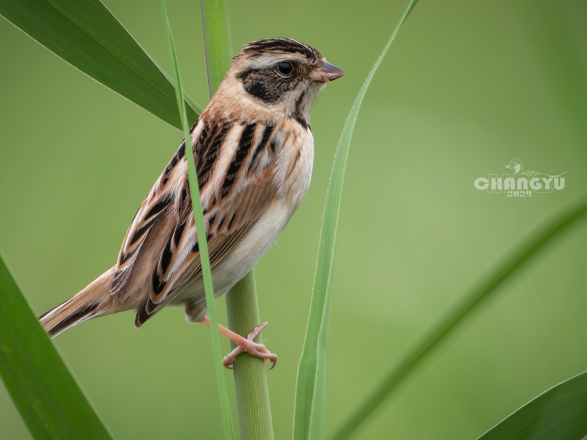 Ochre-rumped Bunting - 长御 MRQ