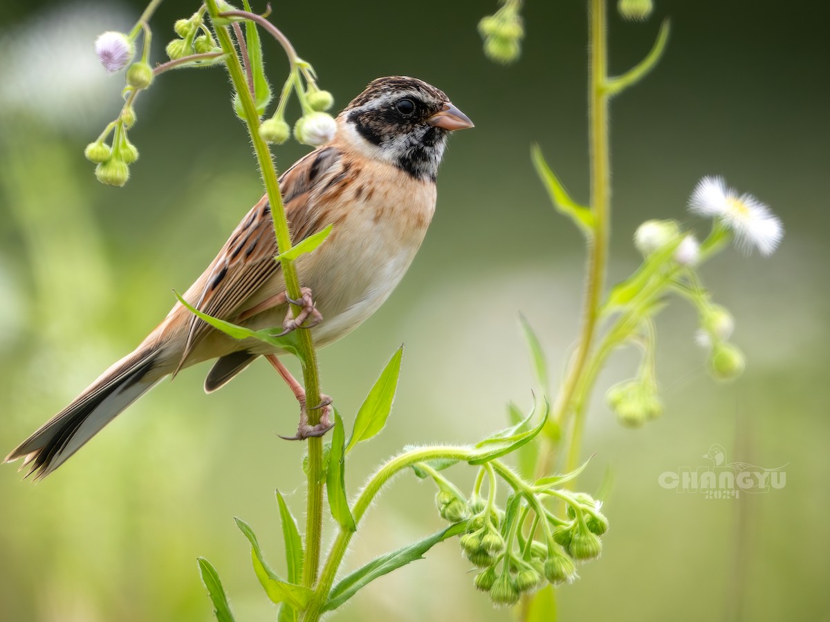 Ochre-rumped Bunting - 长御 MRQ