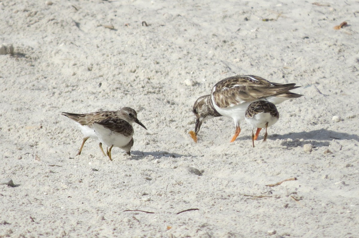 Ruddy Turnstone - ML616874834