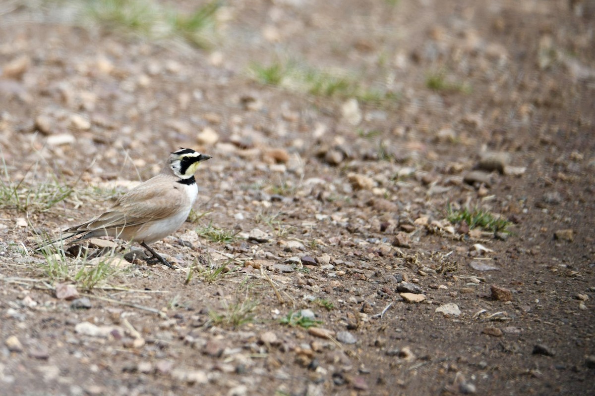 Horned Lark - ML616874842