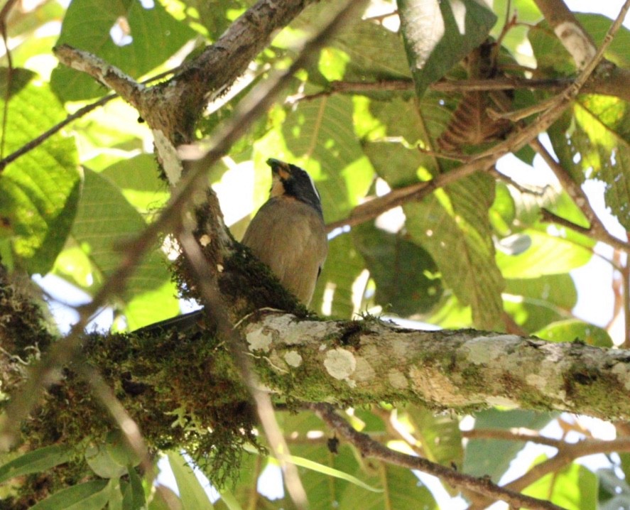 Thick-billed Saltator - Rubélio Souza