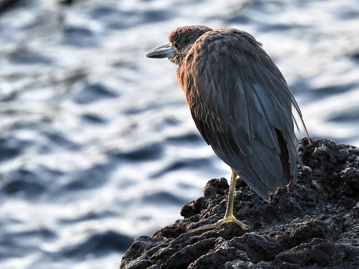 Yellow-crowned Night Heron (Galapagos) - ML616874883