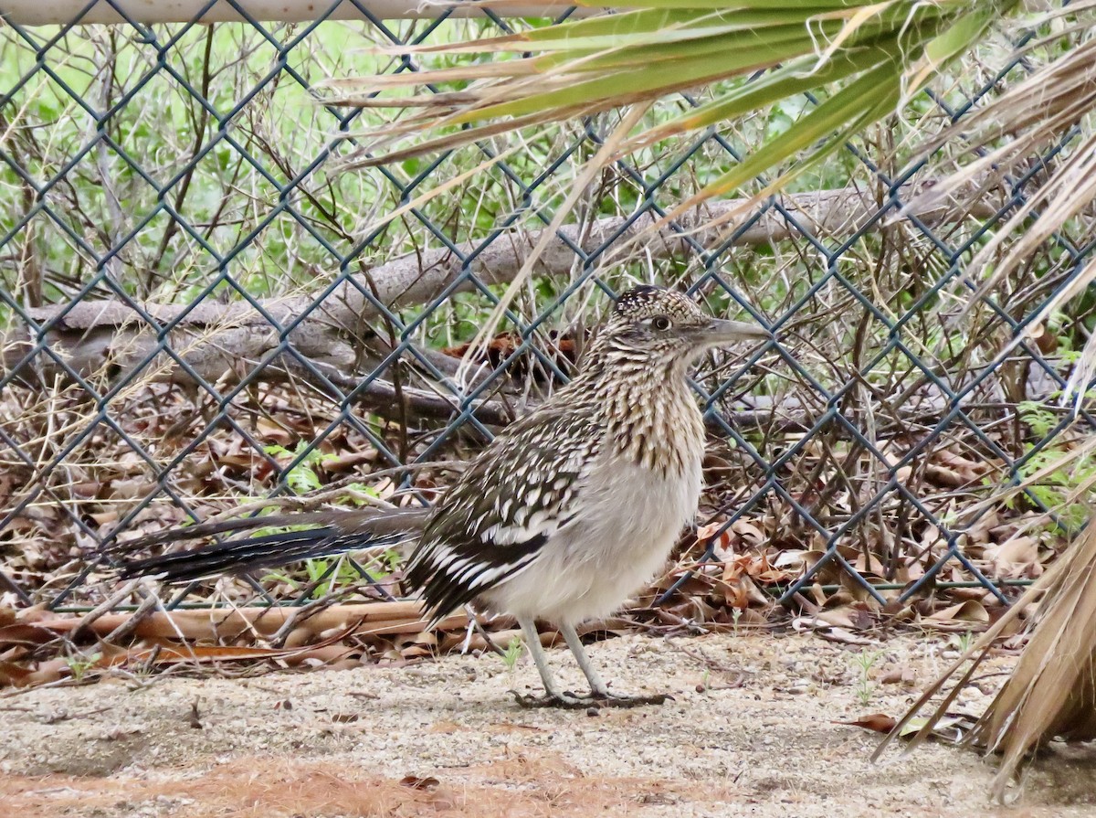 Greater Roadrunner - Larry Moore