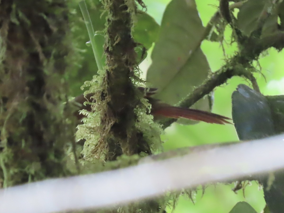 Red-faced Spinetail - ML616874899