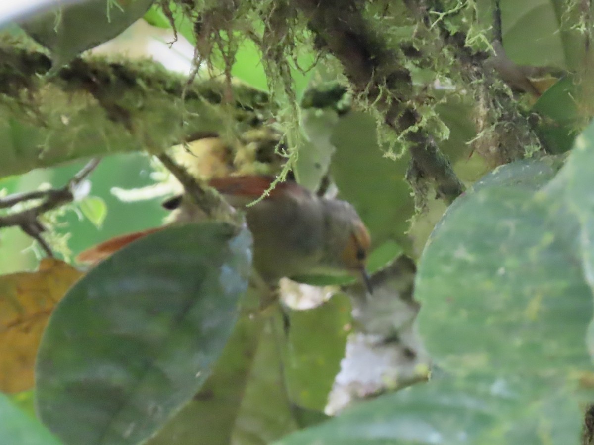 Red-faced Spinetail - ML616874900