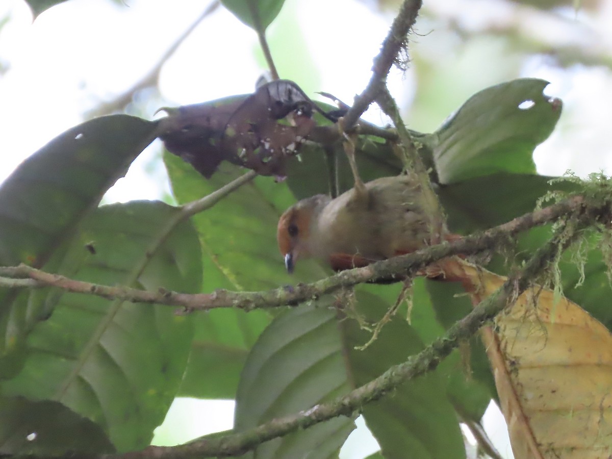 Red-faced Spinetail - ML616874902