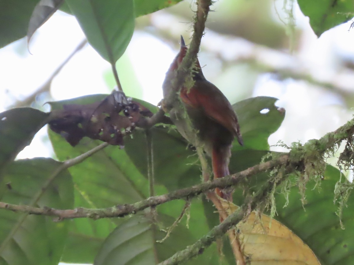 Red-faced Spinetail - ML616874906