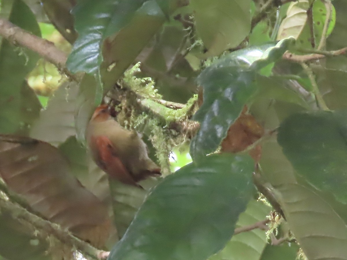 Red-faced Spinetail - ML616874907