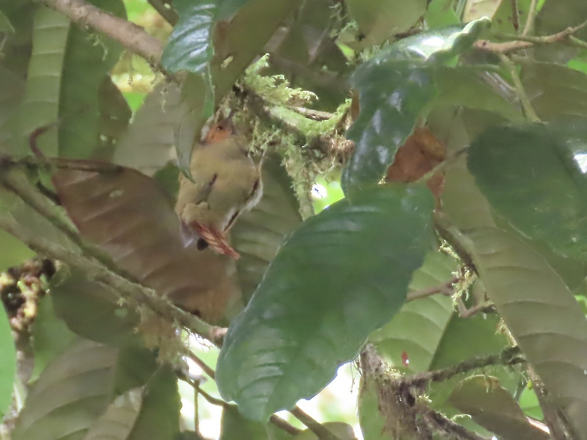 Red-faced Spinetail - ML616874908