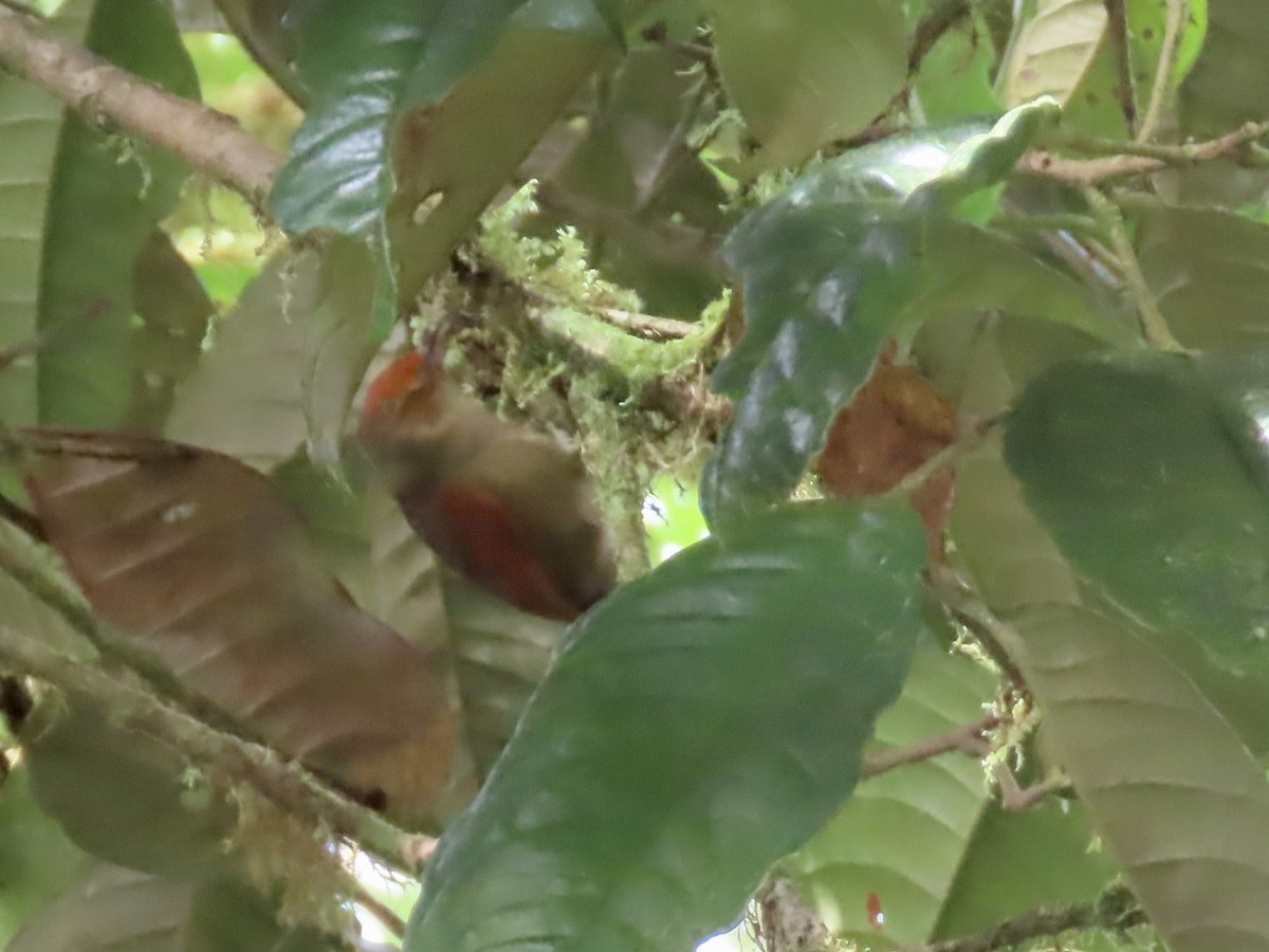 Red-faced Spinetail - ML616874909