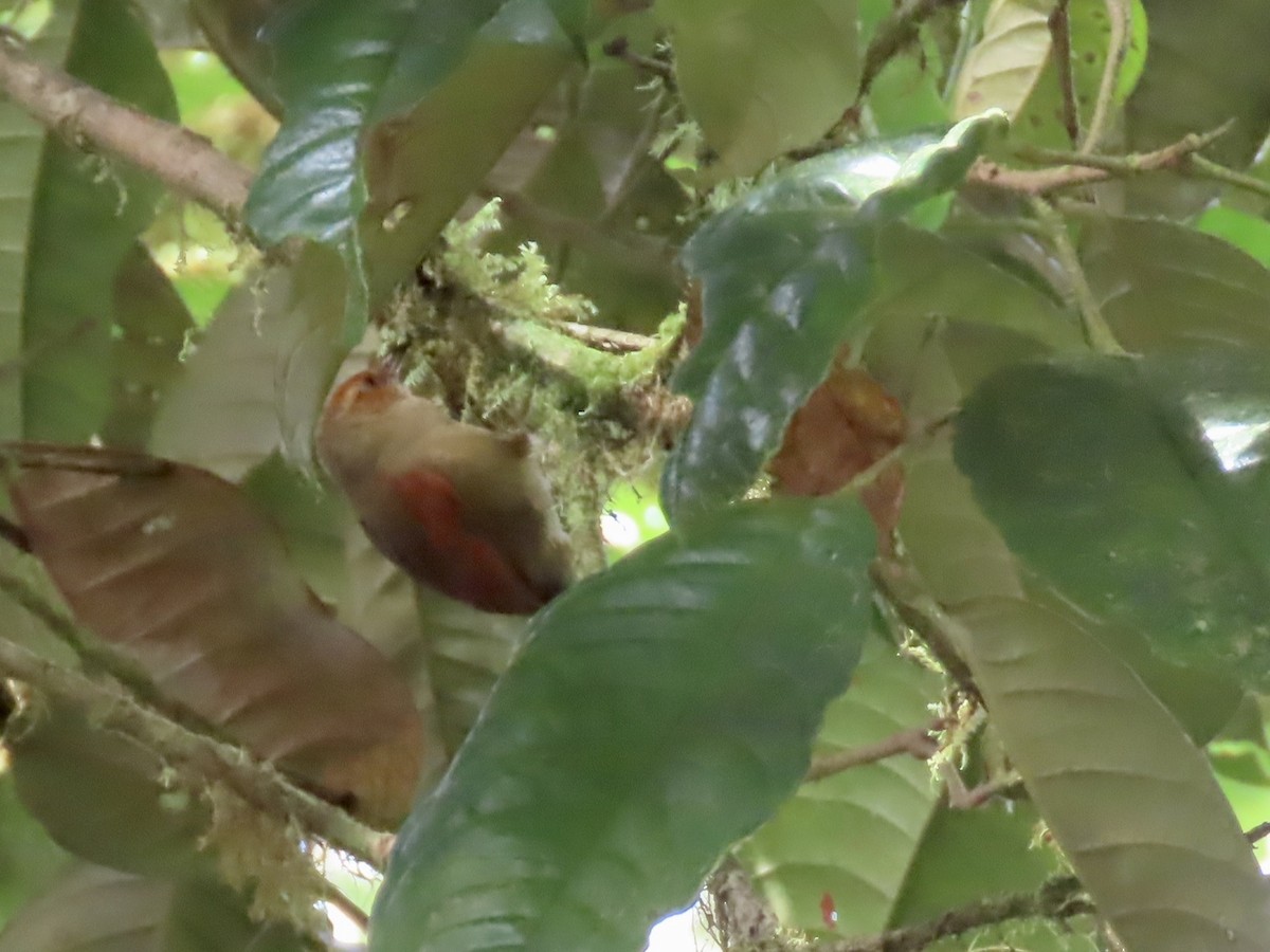 Red-faced Spinetail - ML616874910