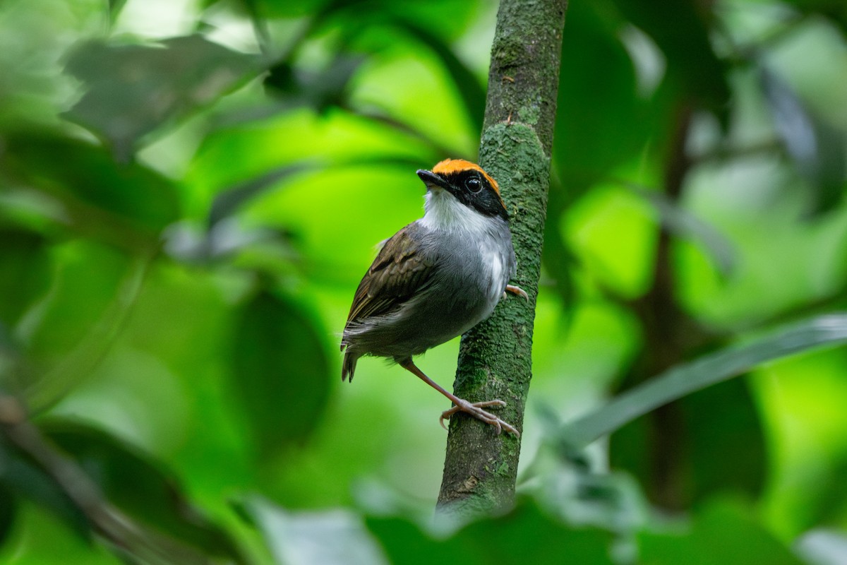 Black-cheeked Gnateater - FABRICIO GRIGOLIN