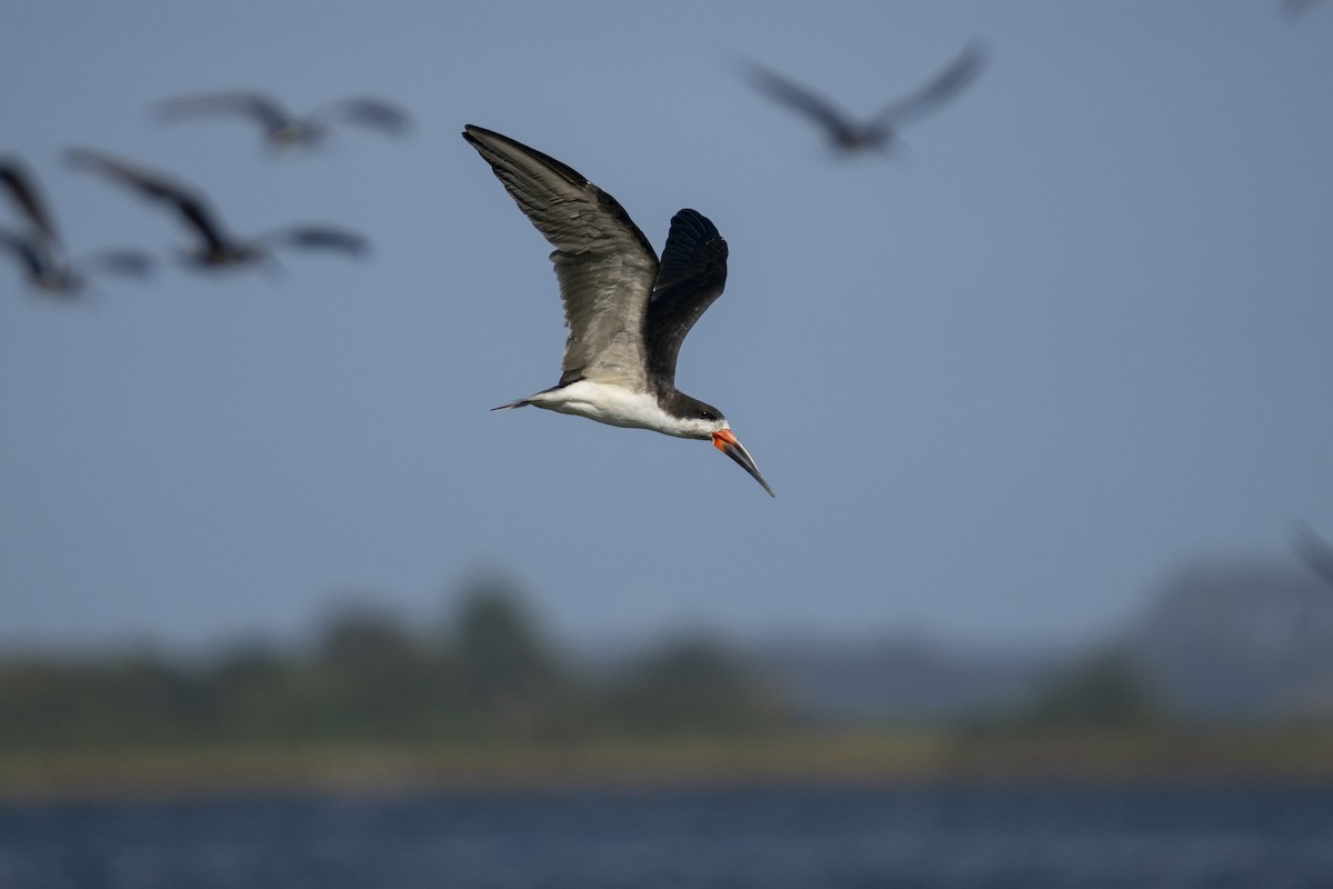 Black Skimmer - Angélica Almonacid