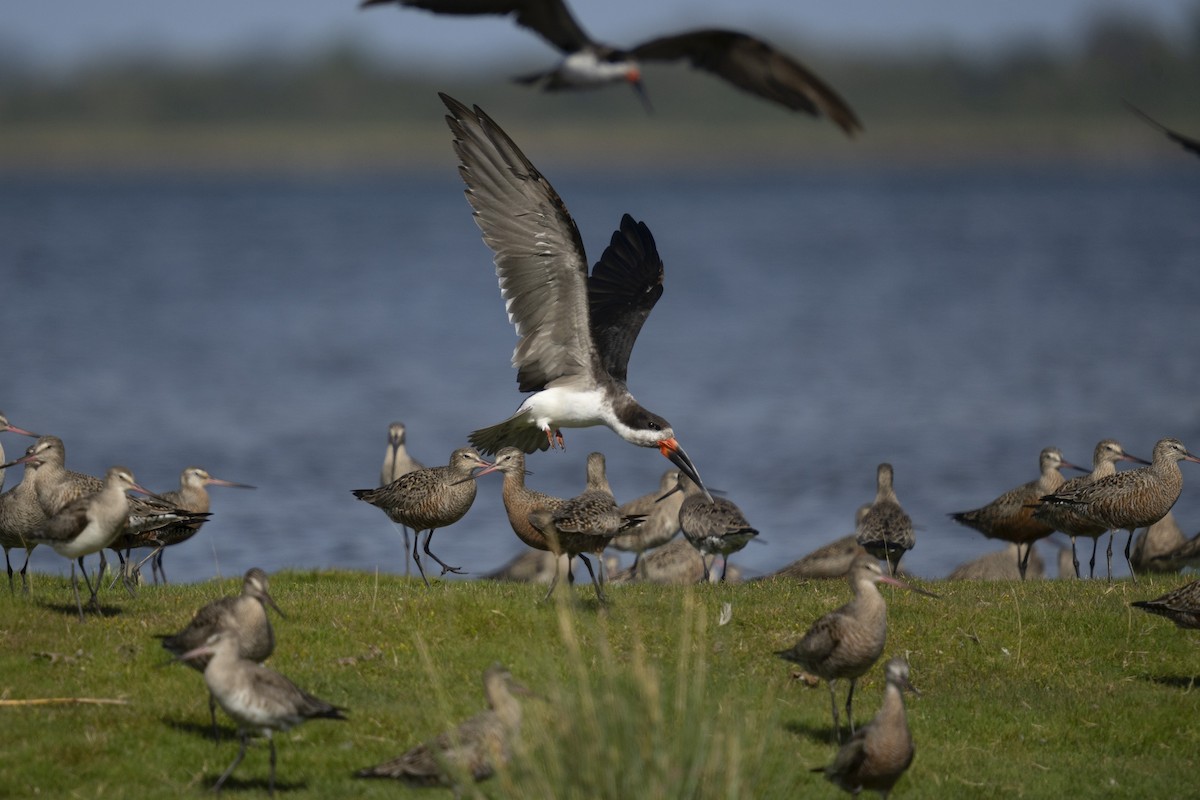 Black Skimmer - ML616874936