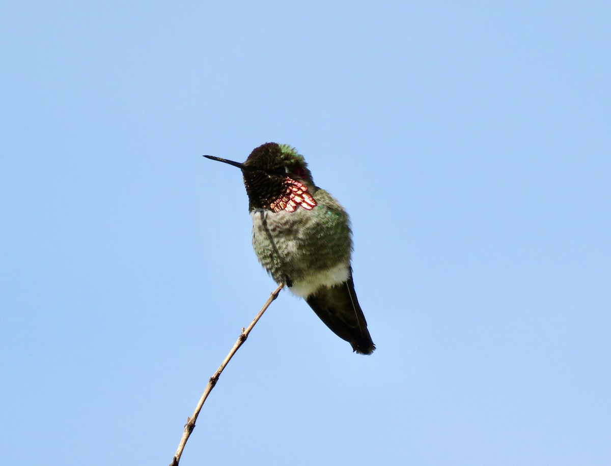 Colibrí de Costa - ML616874940