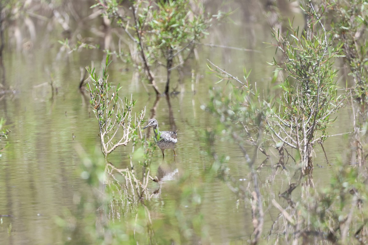 Greater Yellowlegs - Tony Shrimpton