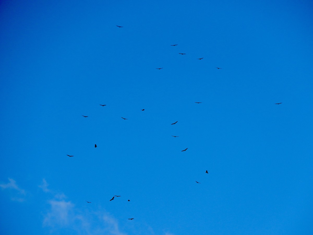 Turkey Vulture - ML616874963